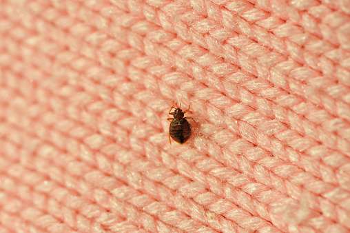 Bedbug Control In Nairobi